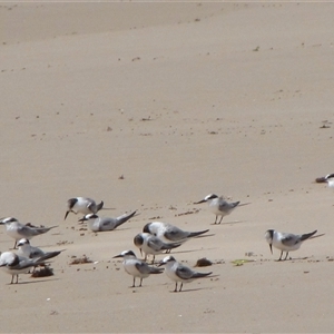 Sternula albifrons (Little Tern) at Dampier Peninsula, WA - 25 Oct 2009 by AndyRoo