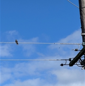 Artamus cyanopterus (Dusky Woodswallow) at Brownlow Hill, NSW - 7 Mar 2025 by MaxDownes