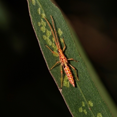 Rayieria basifer (Braconid-mimic plant bug) at Bruce, ACT - 6 Mar 2025 by AlisonMilton