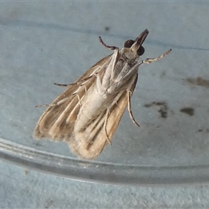 Scoparia plagotis at Borough, NSW - suppressed