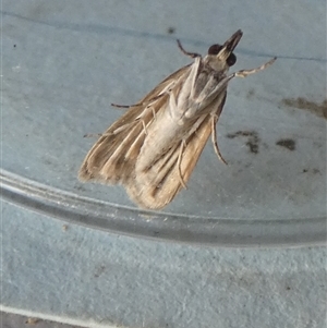 Scoparia plagotis at Borough, NSW - suppressed