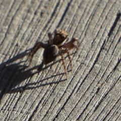 Salticidae (family) (Jumping spider) at Borough, NSW - 6 Mar 2025 by Paul4K