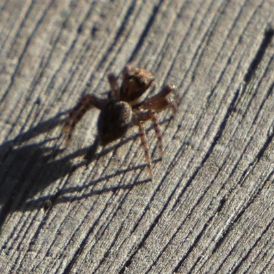 Unidentified Jumping or peacock spider (Salticidae) by Paul4K