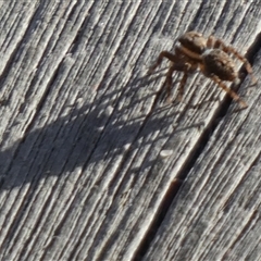 Salticidae (family) at Borough, NSW - suppressed