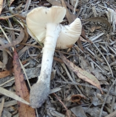 Unidentified Cap on a stem; gills below cap [mushrooms or mushroom-like] by Paul4K