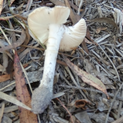 Unidentified Cap on a stem; gills below cap [mushrooms or mushroom-like] by Paul4K