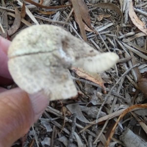 Amanita sp. at Borough, NSW - suppressed