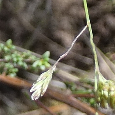 Poa sp. (A Snow Grass) by Paul4K