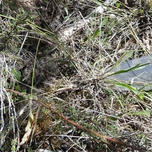 Poa sp. at Borough, NSW - suppressed