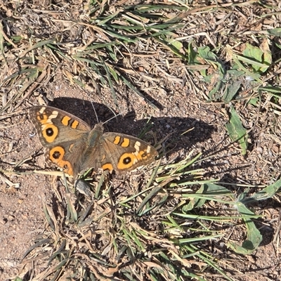 Junonia villida (Meadow Argus) at Isaacs, ACT - Today by Mike