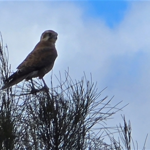 Falco berigora (Brown Falcon) at Isaacs, ACT - 7 Mar 2025 by Mike