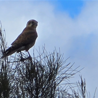 Falco berigora (Brown Falcon) at Isaacs, ACT - Today by Mike