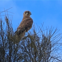 Falco berigora at Isaacs, ACT - 7 Mar 2025 04:18 PM