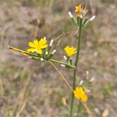 Chondrilla juncea (Skeleton Weed) at Isaacs, ACT - 7 Mar 2025 by Mike