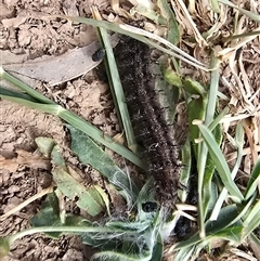 Junonia villida (Meadow Argus) at Isaacs, ACT - Today by Mike