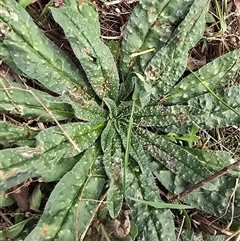 Echium vulgare (Vipers Bugloss) at Isaacs, ACT - 7 Mar 2025 by Mike