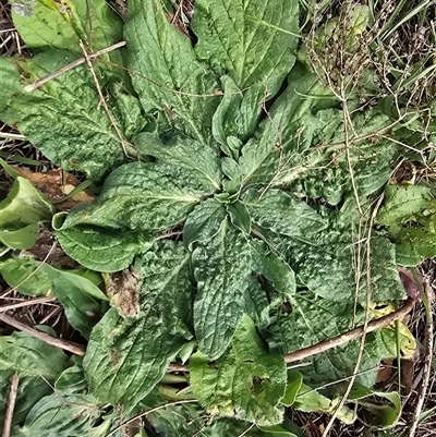 Echium plantagineum (Paterson's Curse) at Isaacs, ACT - 7 Mar 2025 by Mike