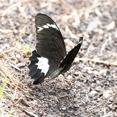 Papilio aegeus (Orchard Swallowtail, Large Citrus Butterfly) at Higgins, ACT - 14 Feb 2025 by AlisonMilton