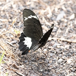 Papilio aegeus at Higgins, ACT - 14 Feb 2025 01:02 PM