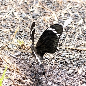 Papilio aegeus at Higgins, ACT - 14 Feb 2025 01:02 PM