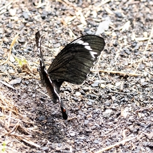 Papilio aegeus at Higgins, ACT - 14 Feb 2025 01:02 PM