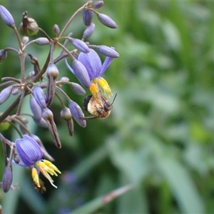 Lasioglossum sp. (genus) by SapphFire