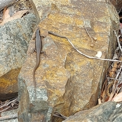 Unidentified Skink at Brindabella, NSW - Today by GirtsO