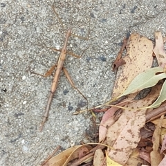 Unidentified Stick insect (Phasmatodea) at Brindabella, NSW - Today by GirtsO