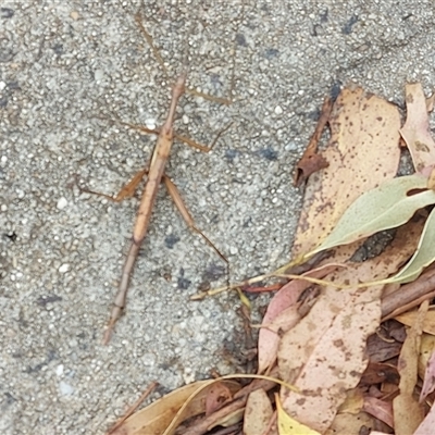 Unidentified Stick insect (Phasmatodea) at Brindabella, NSW - Today by GirtsO