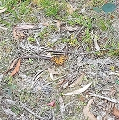 Unidentified Butterfly (Lepidoptera, Rhopalocera) at Cotter River, ACT - Today by GirtsO