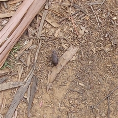 Acripeza reticulata at Cotter River, ACT - Today by GirtsO