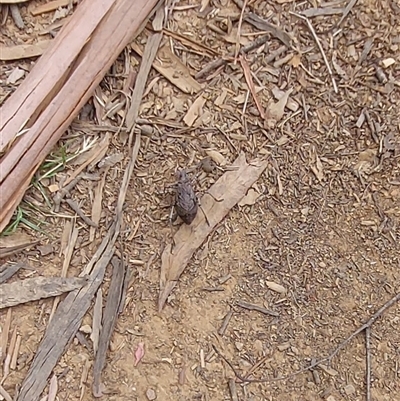 Acripeza reticulata at Cotter River, ACT - 7 Mar 2025 by GirtsO