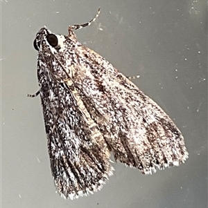 Spectrotrota fimbrialis (A Pyralid moth) at Higgins, ACT - 7 Mar 2025 by Jennybach