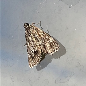 Spectrotrota fimbrialis at Higgins, ACT - 7 Mar 2025 06:05 PM