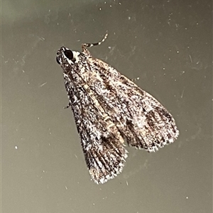 Spectrotrota fimbrialis at Higgins, ACT - 7 Mar 2025 06:05 PM