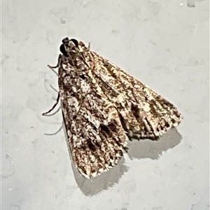 Spectrotrota fimbrialis at Higgins, ACT - 7 Mar 2025 06:05 PM