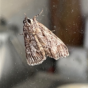 Spectrotrota fimbrialis at Higgins, ACT - 7 Mar 2025 06:05 PM