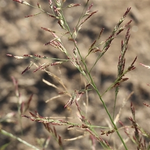 Unidentified Grass at Killara, VIC - 2 Mar 2025 by KylieWaldon