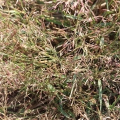 Eragrostis (genus) at Killara, VIC - 2 Mar 2025 08:35 AM