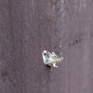 Scenedra decoratalis (A Pyralid moth) by chriselidie