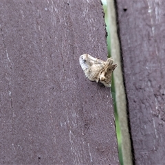 Scenedra decoratalis at Franklin, ACT - suppressed