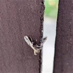 Scenedra decoratalis at Franklin, ACT - suppressed