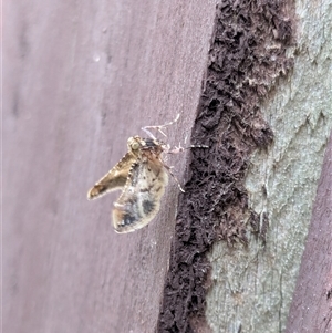 Scenedra decoratalis at Franklin, ACT - suppressed