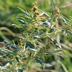 Xanthium spinosum at Killara, VIC - 2 Mar 2025 08:33 AM