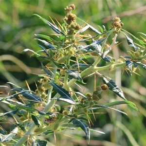 Xanthium spinosum at Killara, VIC - 2 Mar 2025 08:33 AM
