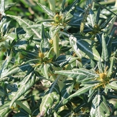 Xanthium spinosum at Killara, VIC - 2 Mar 2025 08:33 AM