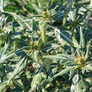 Xanthium spinosum at Killara, VIC - 2 Mar 2025 08:33 AM