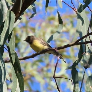 Gerygone olivacea (White-throated Gerygone) at Killara, VIC - 2 Mar 2025 by KylieWaldon