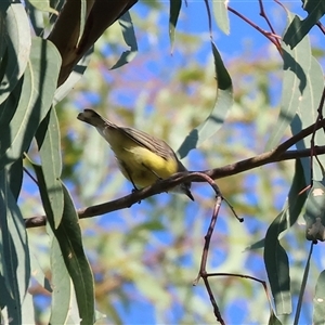Gerygone olivacea at Killara, VIC - 2 Mar 2025 08:38 AM