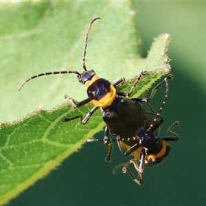 Chauliognathus lugubris (Plague Soldier Beetle) at Killara, VIC - 2 Mar 2025 by KylieWaldon